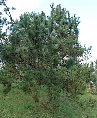 Japanese black pine